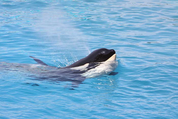 Marineland - Orgues - 012